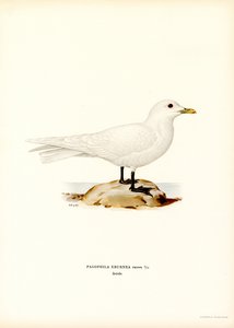 Elfenbensmåge (farve litho) af Magnus Ferdinand and Wilhelm von Wright