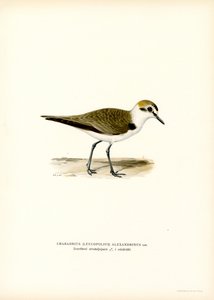 Kentish Plover (farve litho) af Magnus Ferdinand and Wilhelm von Wright