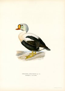 King Duck (farve litho) af Magnus Ferdinand and Wilhelm von Wright