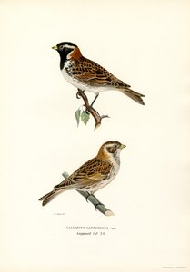 Laplandsspurv (farve litho) af Magnus Ferdinand and Wilhelm von Wright
