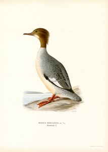 Stor Merganser (farve litho) af Magnus Ferdinand and Wilhelm von Wright