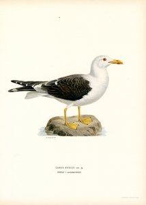 Lille måge (farve litho) af Magnus Ferdinand and Wilhelm von Wright