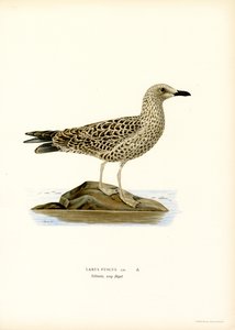 Lille måge (farve litho) af Magnus Ferdinand and Wilhelm von Wright