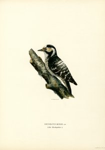 Mindre plettet spætte (farve litho) af Magnus Ferdinand and Wilhelm von Wright