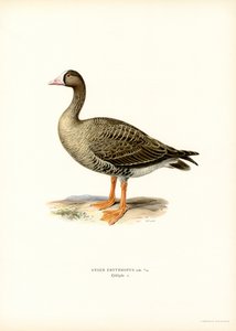 Dværggås (farve litho) af Magnus Ferdinand and Wilhelm von Wright