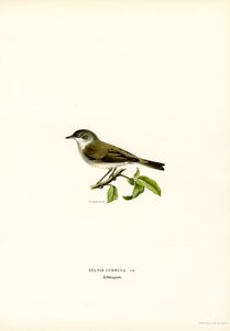 Lesser Whitethroat (farve litho) af Magnus Ferdinand and Wilhelm von Wright