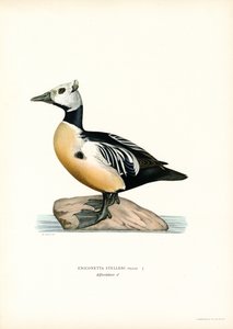 Lille edderfugl (farve litho) af Magnus Ferdinand and Wilhelm von Wright