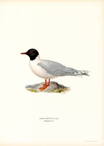 Lille måge (farve litho) af Magnus Ferdinand and Wilhelm von Wright