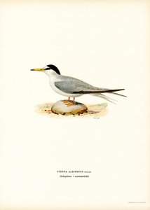 Lille tern (farve litho) af Magnus Ferdinand and Wilhelm von Wright