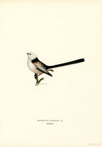 Langhalemejse (farve litho) af Magnus Ferdinand and Wilhelm von Wright