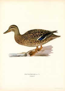 Græsand (farve litho) af Magnus Ferdinand and Wilhelm von Wright
