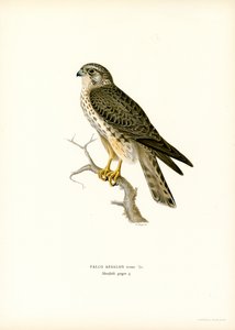 Merlin (farve litho) af Magnus Ferdinand and Wilhelm von Wright