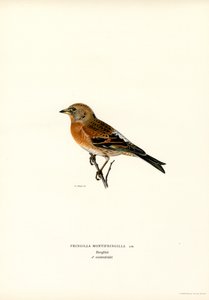 Bjergfinke (farve litho) af Magnus Ferdinand and Wilhelm von Wright
