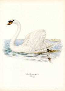Mute Swan (farve litho) af Magnus Ferdinand and Wilhelm von Wright