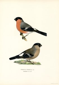 Nordeurasisk bullfink (farve litho) af Magnus Ferdinand and Wilhelm von Wright