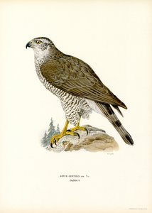 Northern Goshawk (farve litho) af Magnus Ferdinand and Wilhelm von Wright