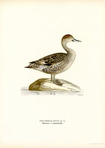 Northern Pintail (farve litho) af Magnus Ferdinand and Wilhelm von Wright