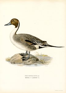 Northern Pintail (farve litho)