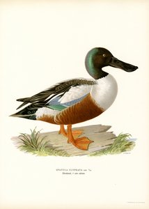 Northern Shoveler (farve litho) af Magnus Ferdinand and Wilhelm von Wright