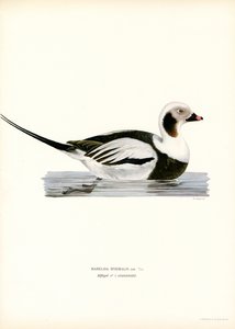 Oldsquaw Duck (farve litho) af Magnus Ferdinand and Wilhelm von Wright