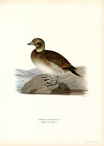 Oldsquaw Duck (farve litho) af Magnus Ferdinand and Wilhelm von Wright