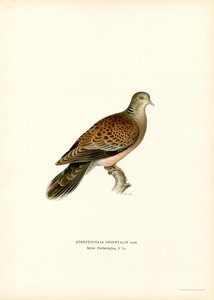 Orientalsk turteldue (farve litho) af Magnus Ferdinand and Wilhelm von Wright