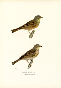 Ortolan Bunting (farve litho) af Magnus Ferdinand and Wilhelm von Wright
