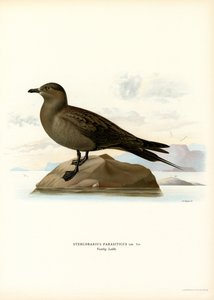 Parasitisk Jaeger (farve litho) af Magnus Ferdinand and Wilhelm von Wright