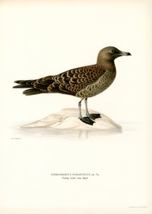 Parasitisk Jaeger (farve litho) af Magnus Ferdinand and Wilhelm von Wright