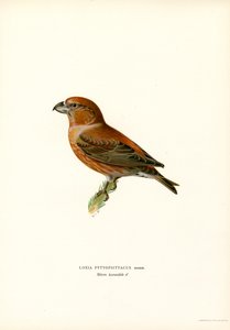 Papegøjekorsnæb (farve litho) af Magnus Ferdinand and Wilhelm von Wright