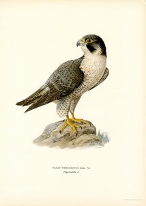 vandrefalk (farve litho)