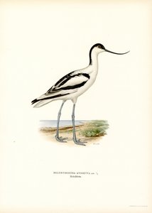 Pied Avocet (farve litho) af Magnus Ferdinand and Wilhelm von Wright