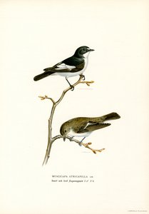 Pied Fluesnapper (farve litho) af Magnus Ferdinand and Wilhelm von Wright
