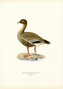 Pink-footed gås (farve litho) af Magnus Ferdinand and Wilhelm von Wright