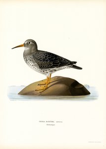 Lilla Sandpiper (farve litho) af Magnus Ferdinand and Wilhelm von Wright