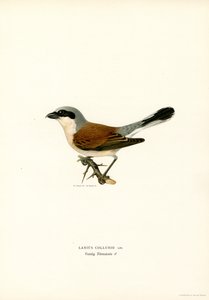 Rødrygget Shrike (farve litho)
