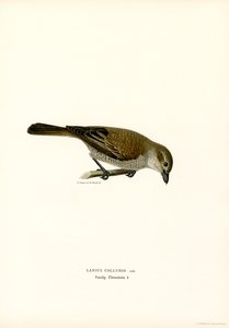 Rødrygget Shrike (farve litho)