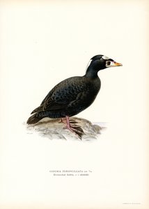 Rødnæbbet slynge (farve litho) af Magnus Ferdinand and Wilhelm von Wright