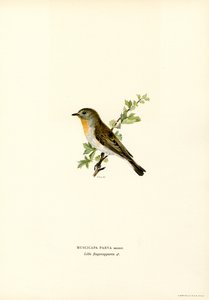 Rødbarmet fluesnapper (farve litho) af Magnus Ferdinand and Wilhelm von Wright