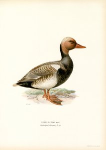 Rød-crested And (farve litho) af Magnus Ferdinand and Wilhelm von Wright