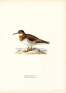 Rødhalset Phalarope (farve litho) af Magnus Ferdinand and Wilhelm von Wright