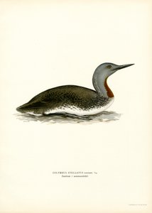Rødstrubet dykker (farve litho) af Magnus Ferdinand and Wilhelm von Wright