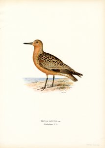 Rød knude (farve litho) af Magnus Ferdinand and Wilhelm von Wright