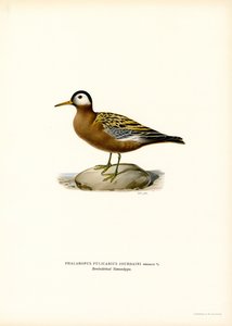 Rød Phalarope (farve litho) af Magnus Ferdinand and Wilhelm von Wright