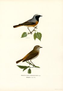 Rødstart (farve litho) af Magnus Ferdinand and Wilhelm von Wright