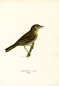 Rødvinge (farve litho) af Magnus Ferdinand and Wilhelm von Wright