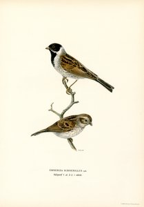 Rørspurv (farve litho) af Magnus Ferdinand and Wilhelm von Wright