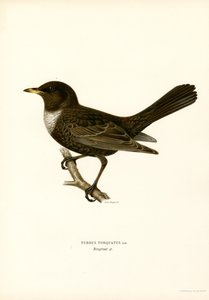 Ringdrossel (farve litho) af Magnus Ferdinand and Wilhelm von Wright