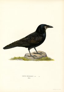 Rook (farve litho) af Magnus Ferdinand and Wilhelm von Wright