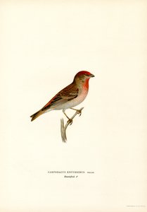 Rosefinch (farve litho) af Magnus Ferdinand and Wilhelm von Wright